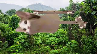 Helipopcat Helipopcat