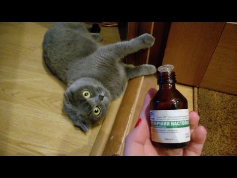 Серый кот и валерьянка - Реакция кота на валерьянку