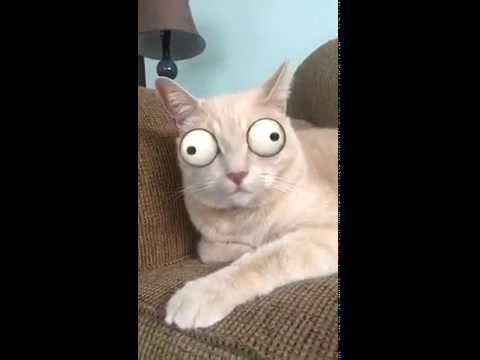 snapchat cat youtube