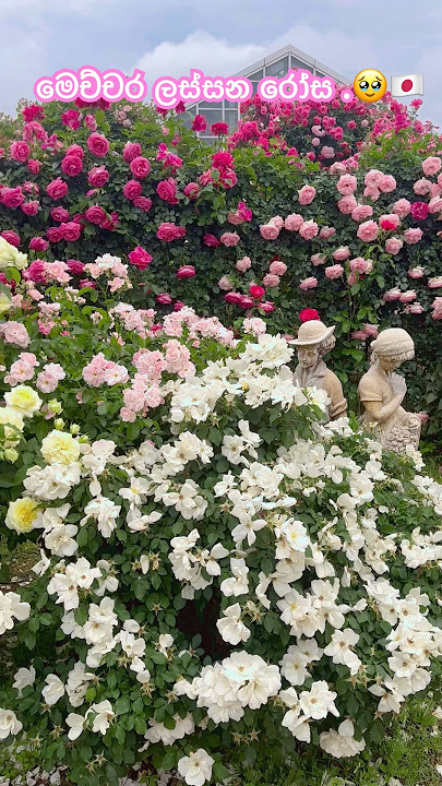 #adayinmylife #travel #japantravel #rosegarden #rose #roseflower