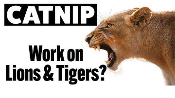 Does catnip work on big cats like lions and tigers?
