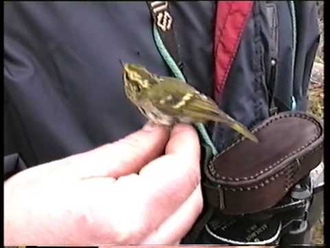 Pallas's Leaf Warbler (Phylloscopus proregulus) hand held Sweden 1994 rare coins