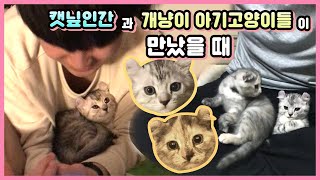 When the cute kittens met a man popular with cats [Benny Family]