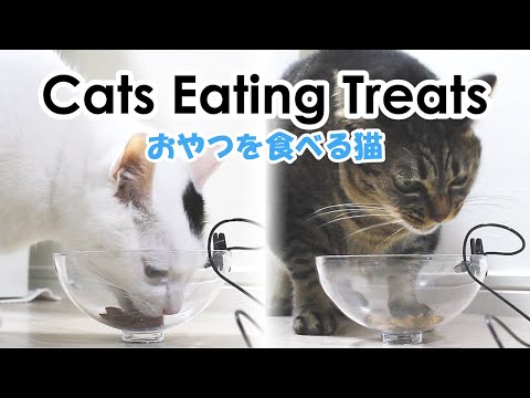 ASMR:Cats Eating Treats. 猫の咀嚼音：モンプチのクリスピーキッス