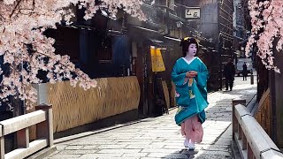 Geisha Walk in Gion Shirakawa of Kyoto | Sakura | 春の京都、祇園白川・巽橋の桜と外国人観光客と舞妓さん、海外の反応