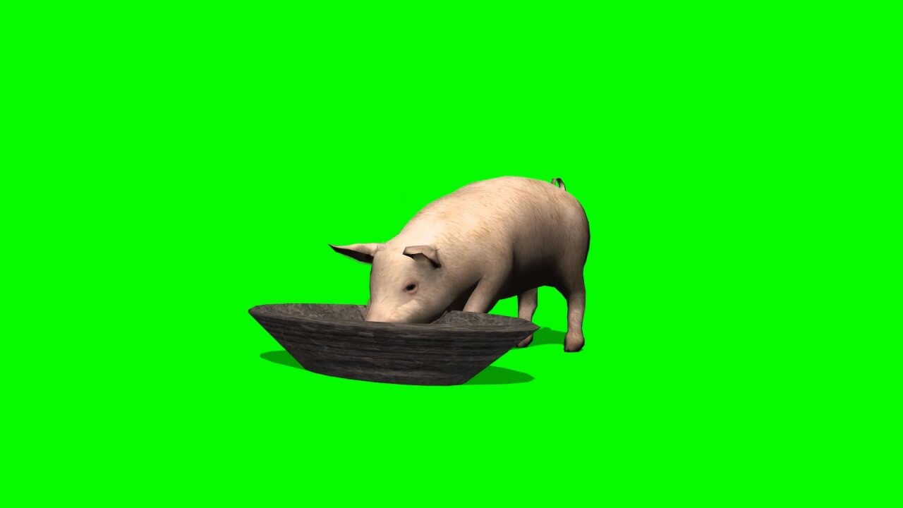 Pig Eating From Trough Green Screen 1 YouTube Pig Eating From Trough Green Screen 1 YouTube