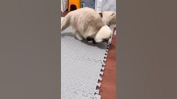 Những clip đáng yêu hài hước triệu view trên TikTok - p37 #shorts