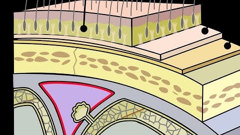 MNEMONIC - Layers of Scalp!