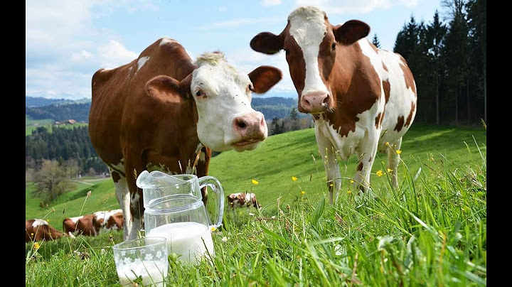 Die Milch: Ein Glaubenskrieg
