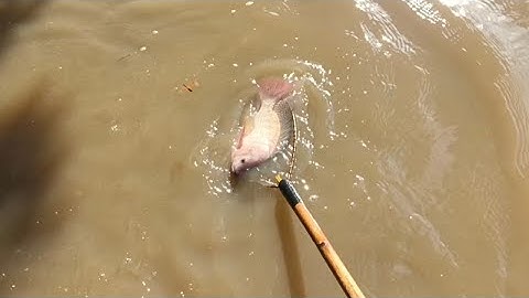 Trời Mưa Nước Lên Đi Kích Cá Trên Ruộng Cặp Vườn Là Có Cá To@