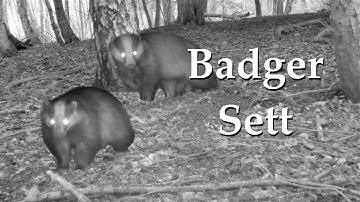 Badger Sett, Vinnie
