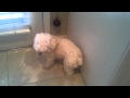 BELL POTTY TRAINING - MALTIPOO DOG BRIE DAVIS BELL POTTY TRAINING - MALTIPOO DOG BRIE DAVIS