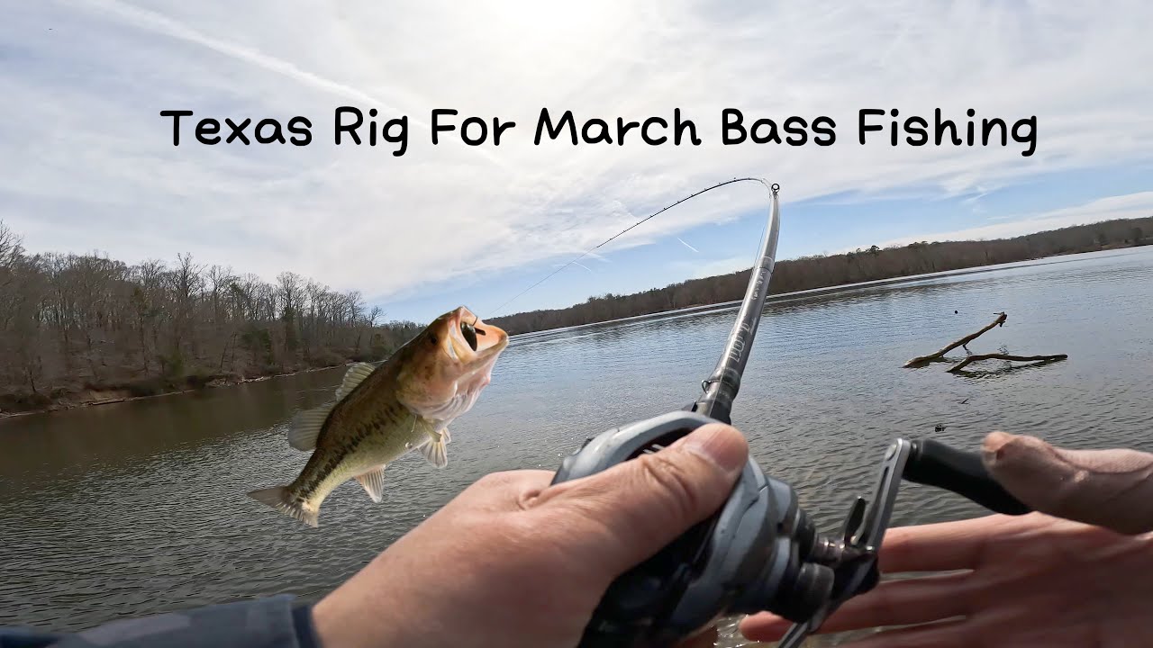 Texas Rig For March Bass Fishing  ▏Bank Fishing