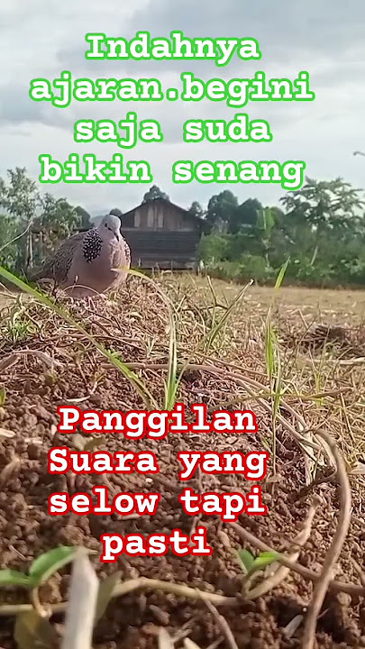 bisa bikin hati senang #burung #derkukul #tekukursultan #racik #ayam #perkututtuban #perkututlembur