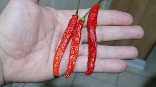 ⟹ Tehrani Pepper | Capsicum Frutescens | Pod Review