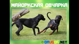 Майоркская овчарка Майоркская овчарка