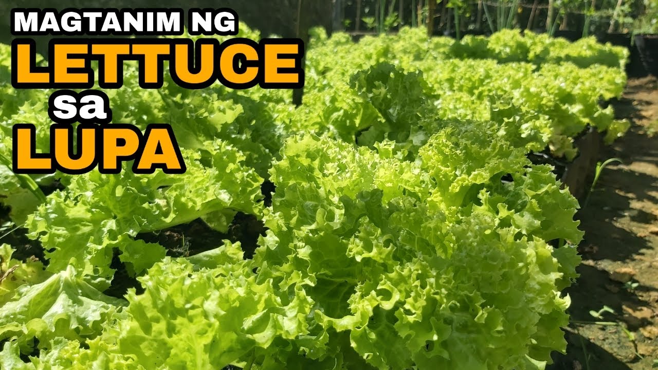 Paano mag tanim ng lettuce sa lupa at hindi sa hydroponics