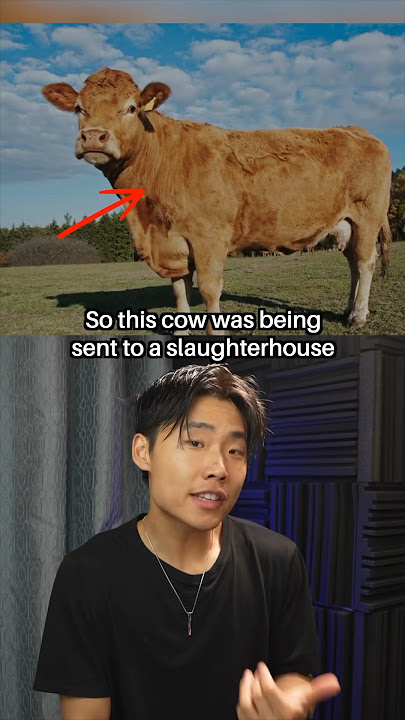 Most Badass Cow Ever #shorts