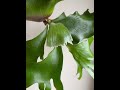platycerrium #plants #garden #green #nature #housplants #tanamahias #orchids #aroids #antorium #fyp