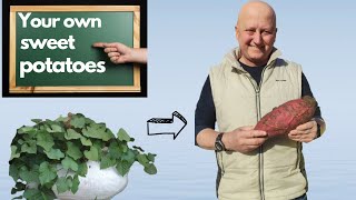 You can grow your sweet potatoes everywhere! - Φυτέψτε γλυκοπατάτα όπου σας βολεύει!