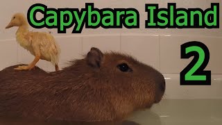 Capybara Island 2