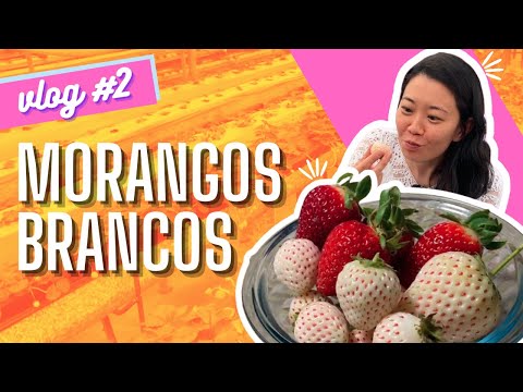 Vídeo: Variedades de morango branco - Informações sobre o cultivo de morango branco