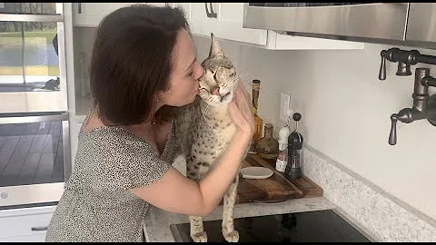 Watch the video about Giving Lots Of Kisses To Big Cat Kumba 😽💋 #cats #cute