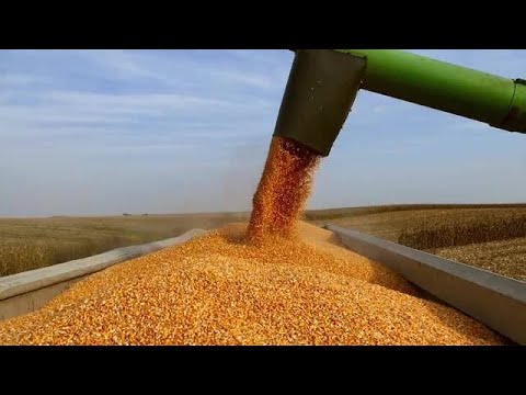 სიმინდის თესლი