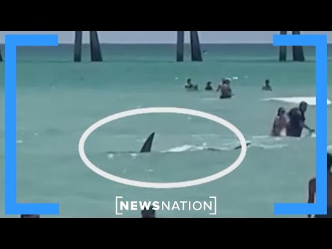 Possible shark attacks prompt heightened patrols at Long Island beaches | Morning in America