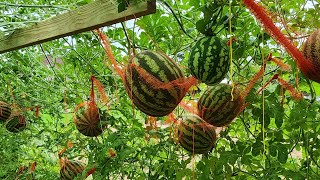 Growing Watermelons on a trellis