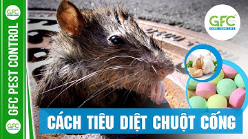 Cách Tiêu Diệt CHUỘT CỐNG Hiệu Quả | GFC