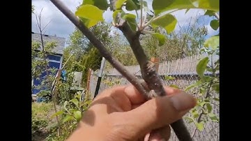 Grafted Pear Tree Grown From Seed