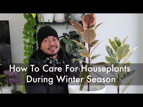 Video: Caring For Indoor Flowers In Winter