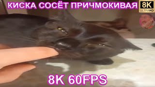 Киска Сосёт Причмокивая 8K 60Fps 🐱🐱🐱