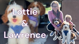 Meeting Up With Miss Lottie and Mr. Lawrence Today! Future Parents For Our Program by Silver Creek Doodles 1,195 views 1 month ago 4 minutes, 49 seconds