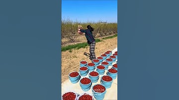 Harvesting red dates: efficient farm work