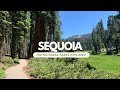 Sequoia - The National Parks Explored