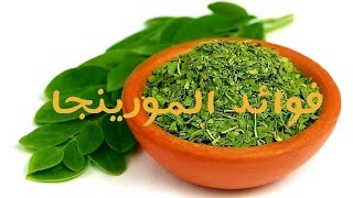 فوائد مورينجا للجسم - Moringa - عشبة  المورينجا