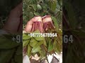قات تخازين الأماكن رقم واحد أبوعريش صبيا الداير القهر كحلا الخضره قات تخازين الأماكن رقم واحد أبوعريش صبيا الداير القهر كحلا الخضره