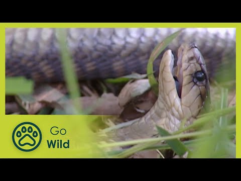 Cobra - Nature's Greatest Moments S03E10 - Go Wild