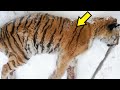 Люди обнаружили на веранде неподвижную тигрицу! Она просила о помощи