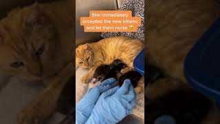 Introducing orphaned #kittens to a nursing mama #cat