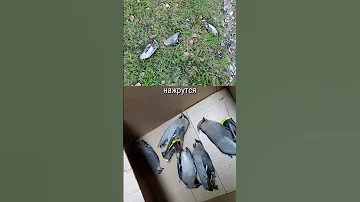 Пьяные и счастливые