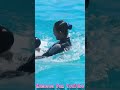 ラビーとラブ&hearts;ラブ&hearts;#Shorts #鴨川シーワールド #シャチ #kamogawaseaworld #orca #killerwhale