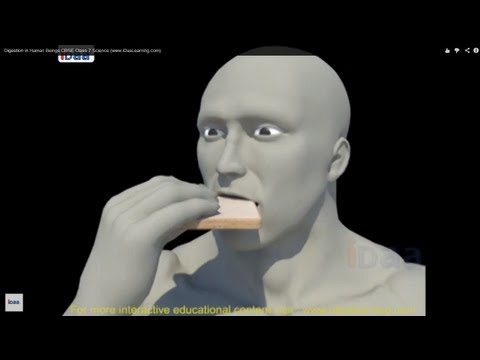 Digestion in Human Beings 3D CBSE Class 7 Science (www.iDaaLearning.com)