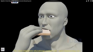 Digestion in Human Beings 3D CBSE Class 7 Science (www.iDaaLearning.com)