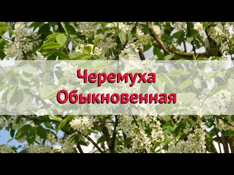 Черемуха обыкновенная 🌿 Обзор: посадка и уход. крупномеры черемухи : описание и особенности