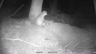 Itchy Badger
