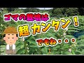 ゴマの栽培は超カンタン！ほぼ放置。でもね・・・・