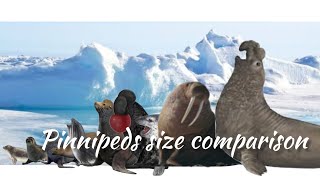 Pinnipeds Size Comparison